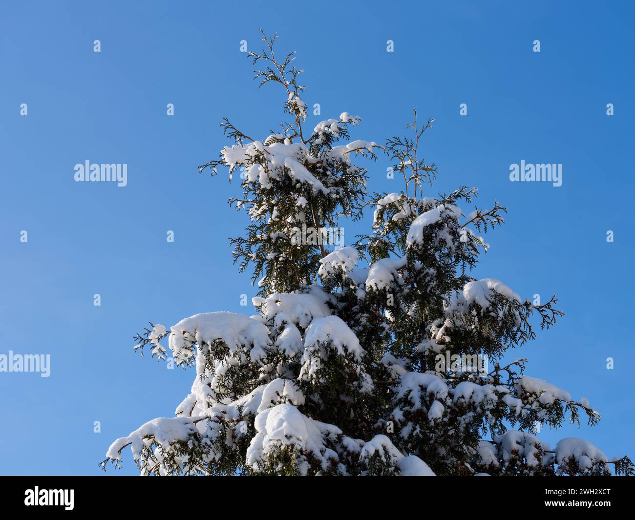A top of thuja tree covered snow after snowfall against blue sky. Stock Photo