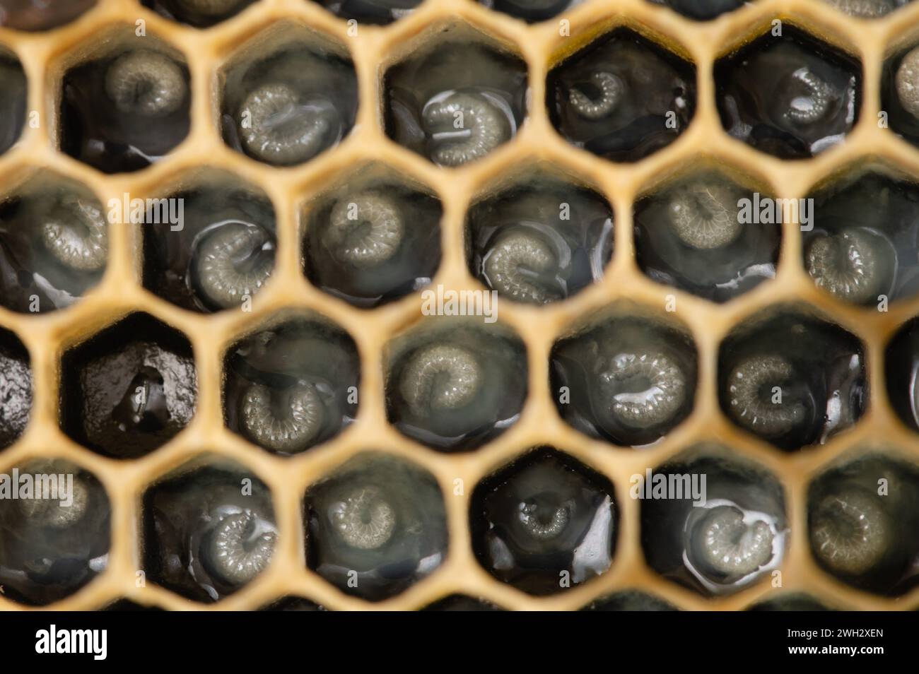 Honey Bee Larva in Royal Jelly Stock Photo