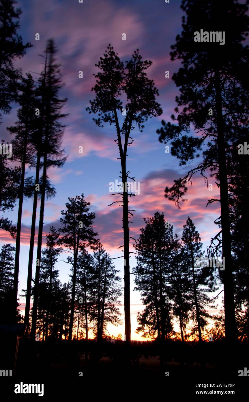 Pine sunset, Blue Mountain National Scenic Byway, Umatilla National ...