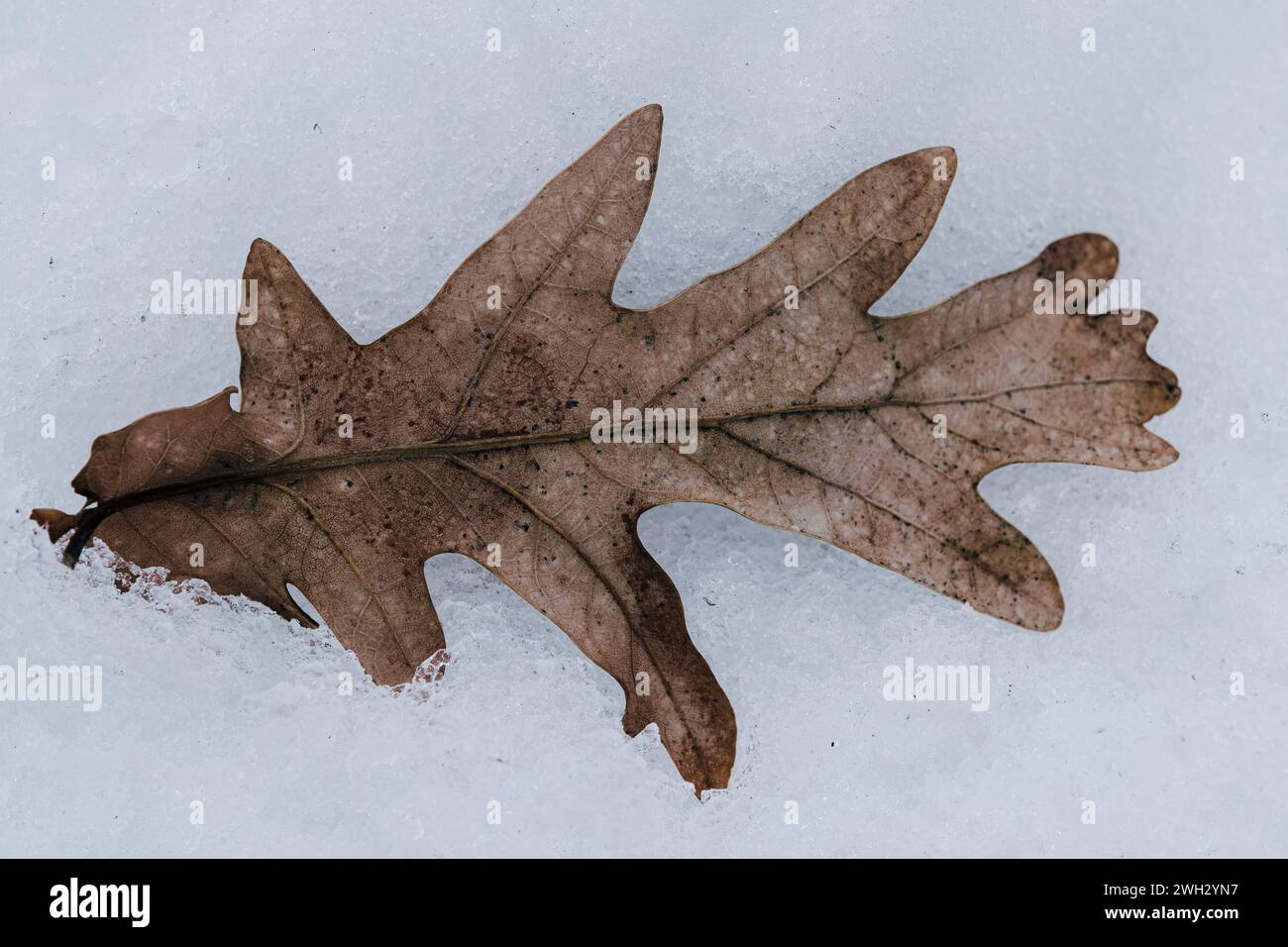 Single dry oak leaf on cold white snow Stock Photo
