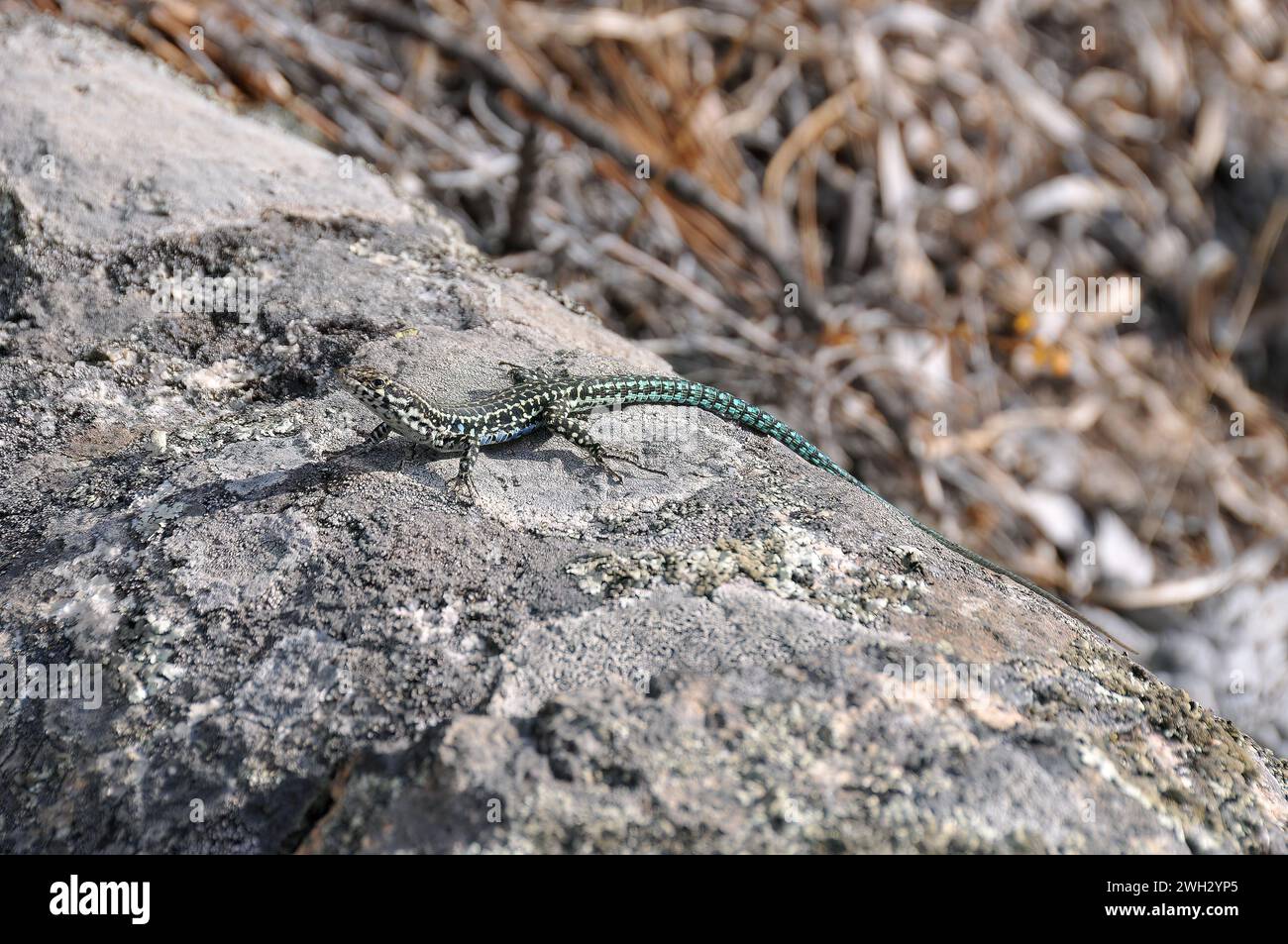 Tyrrhenian wall lizard, Tyrrhenische Mauereidechse, Lézard tyrrhénien, Podarcis tiliguerta, tirrén faligyík, Corsica, France, Europe Stock Photo