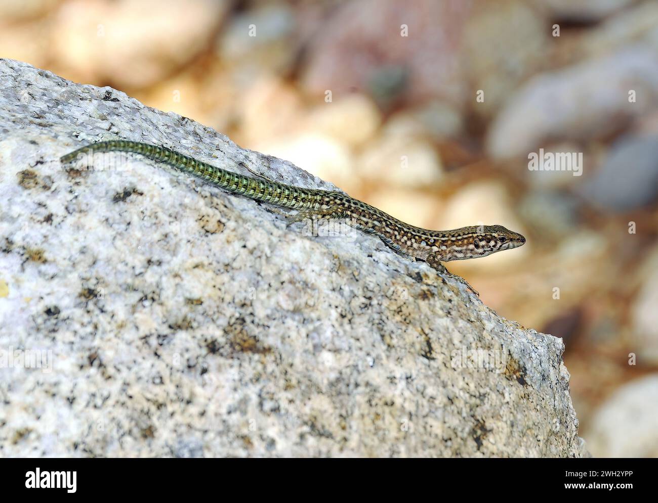 Tyrrhenian wall lizard, Tyrrhenische Mauereidechse, Lézard tyrrhénien, Podarcis tiliguerta, tirrén faligyík, Corsica, France, Europe Stock Photo