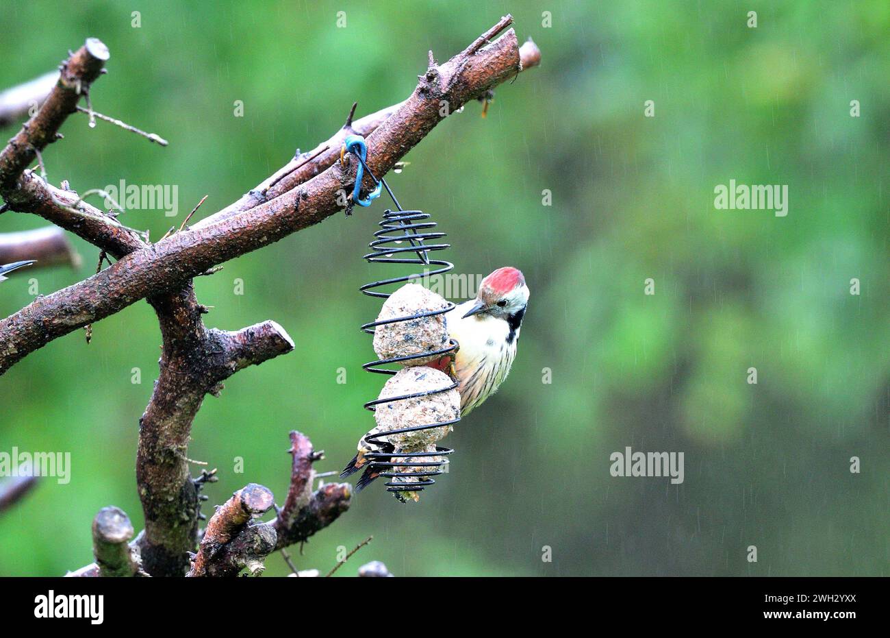 The middle spotted woodpecker eating sunflowers from the hanging tallow ball Stock Photo