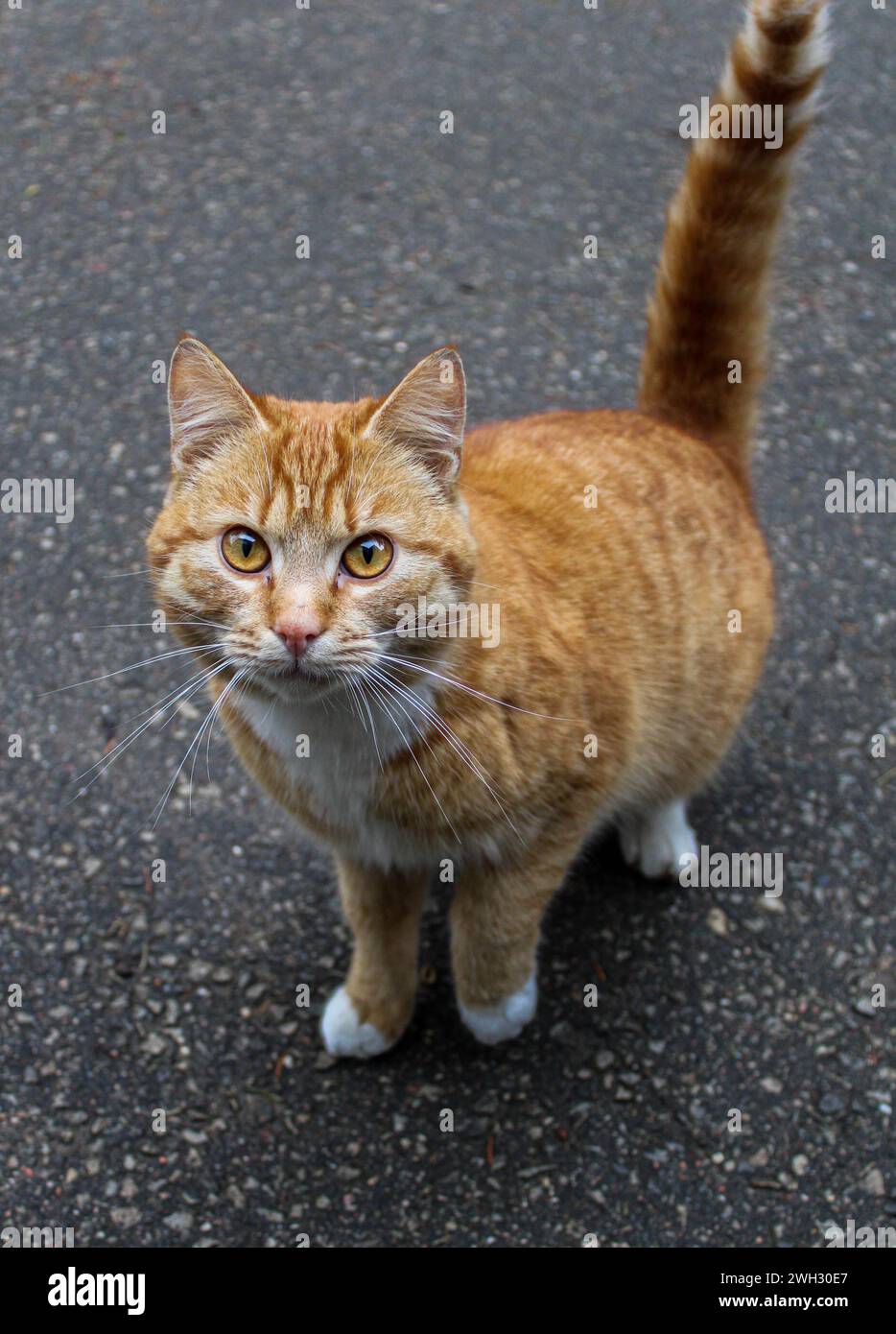 Orange cat Stock Photo