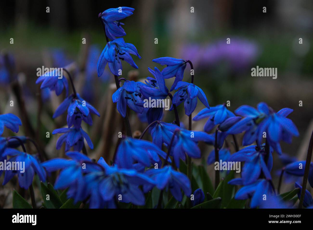 Blue flowers Stock Photo