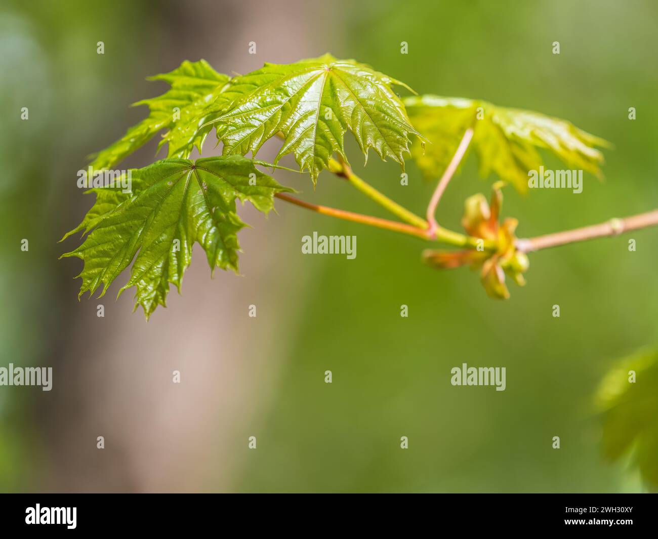 Spring Maple Tree Branch Spring branches of maple tree with fresh green leaves. Spring ...
