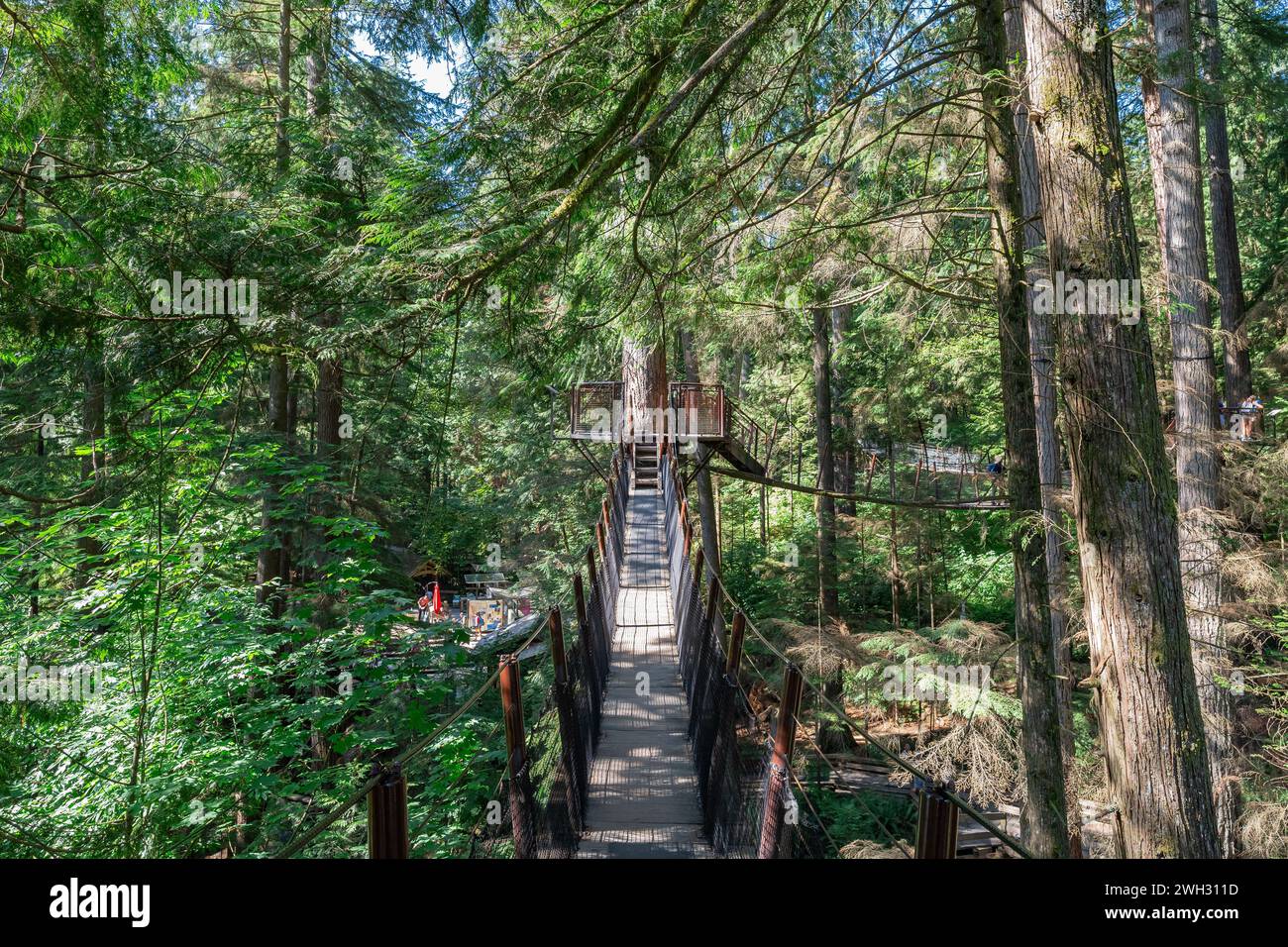 A treetop suspension bridge at the Capilano Suspension Bridge Park in Vancouver, British Columbia. Stock Photo
