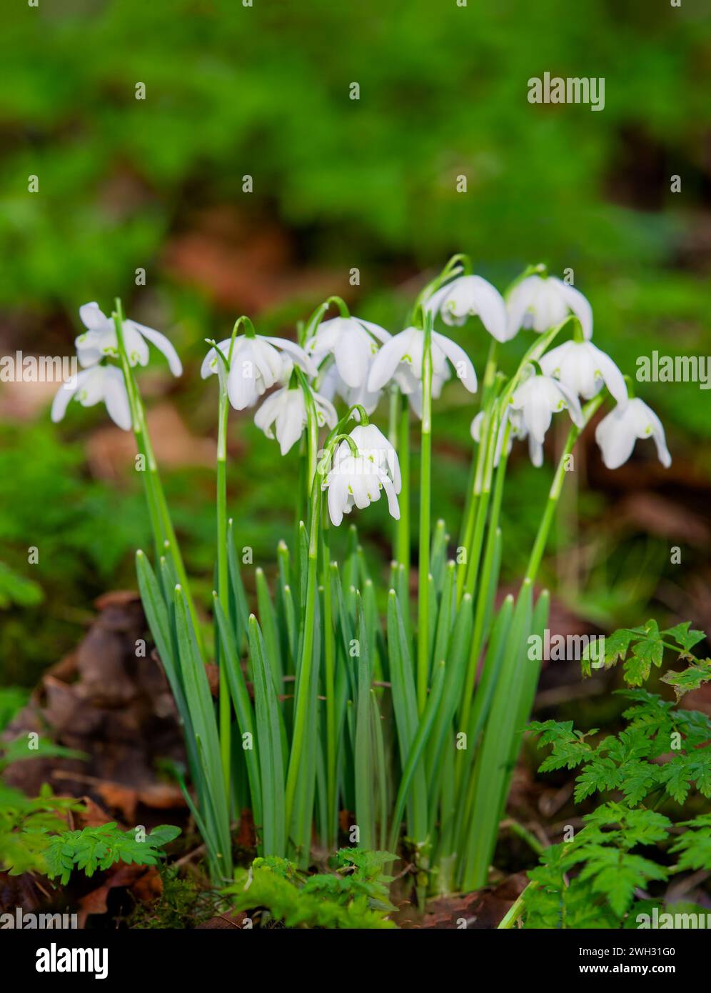 A clump of Snowdrops, (Galanthus nivalis), growing wild in a woodland in Lytham, Lancashire, uk Stock Photo
