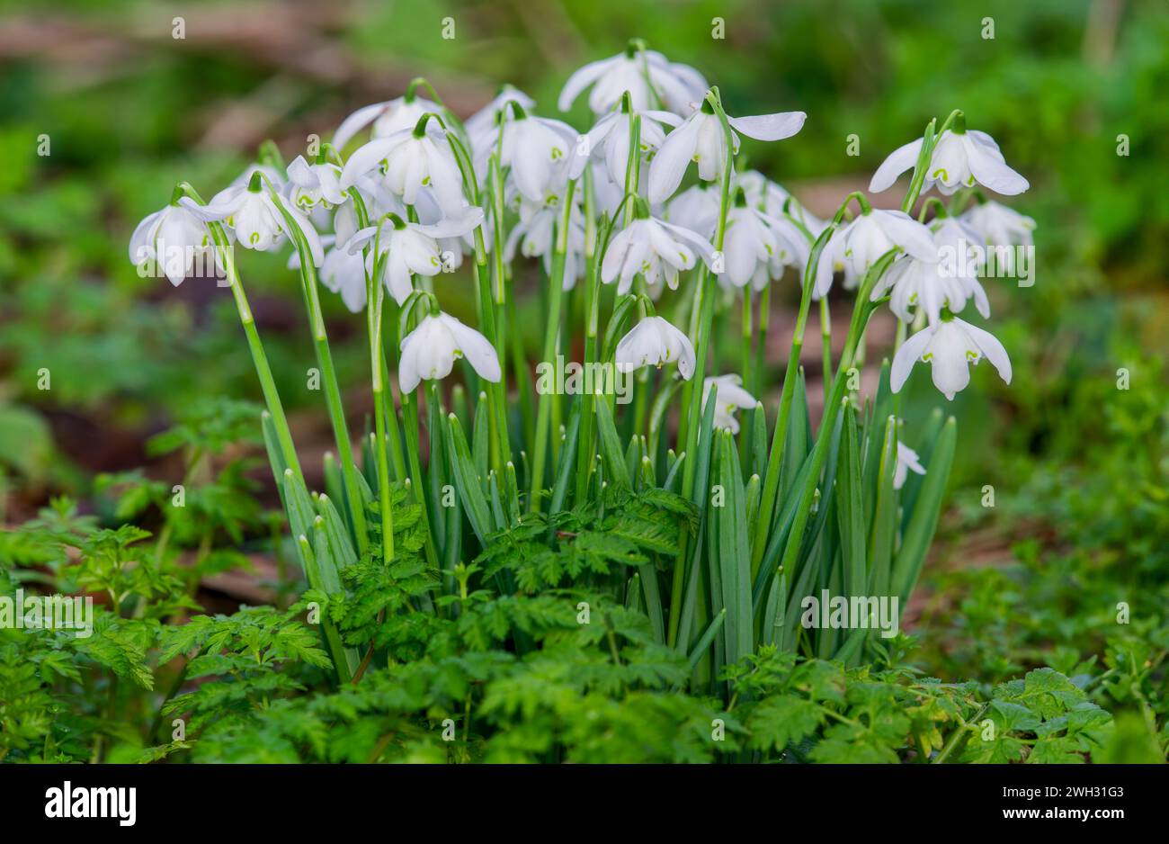 British wild plants hi-res stock photography and images - Alamy