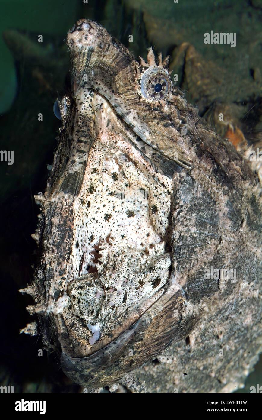 Alligator snapping turtle north american hi-res stock photography and ...