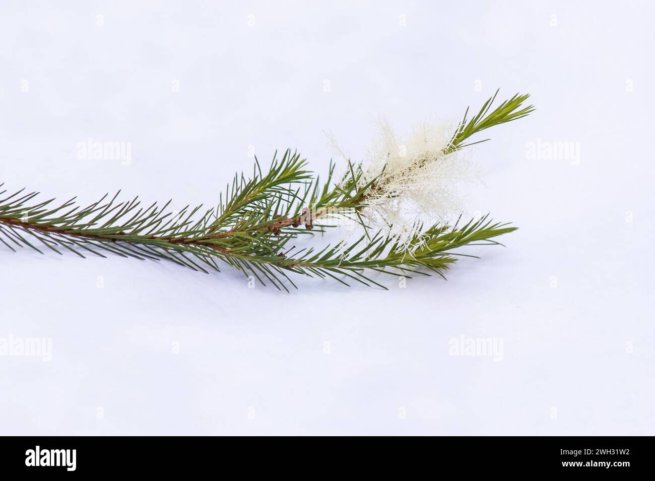 'Tea tree' leaves and flowers (Melaleuca alternifolia) on white background Stock Photo