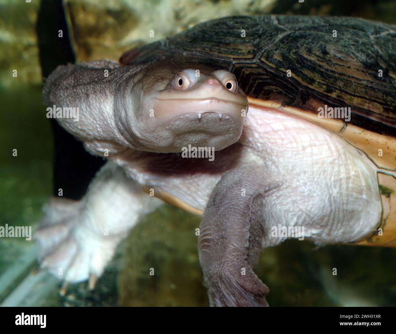 New guinea snake necked turtle hi-res stock photography and images - Alamy