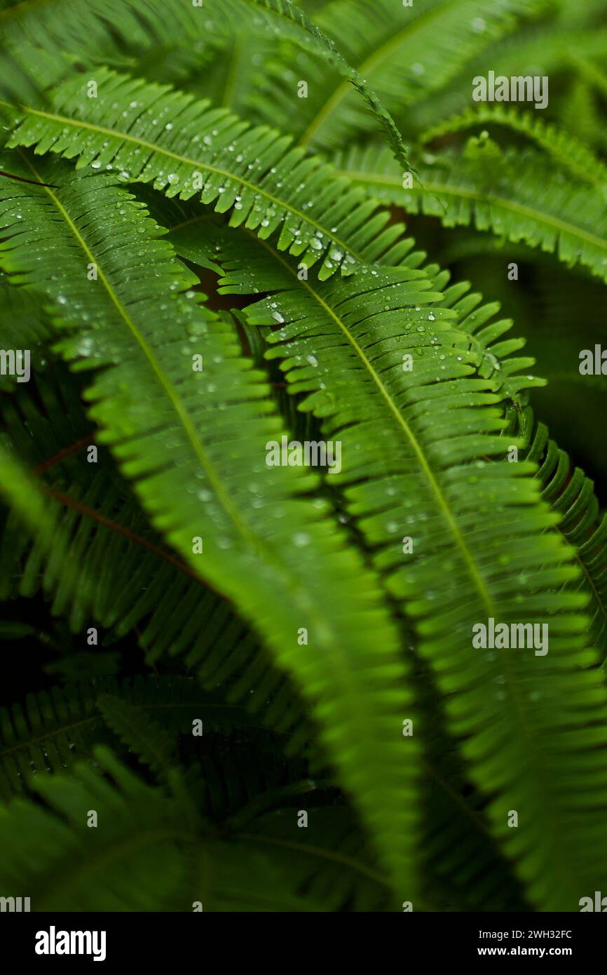 Close up of fern leaves with rain drops on them Stock Photo