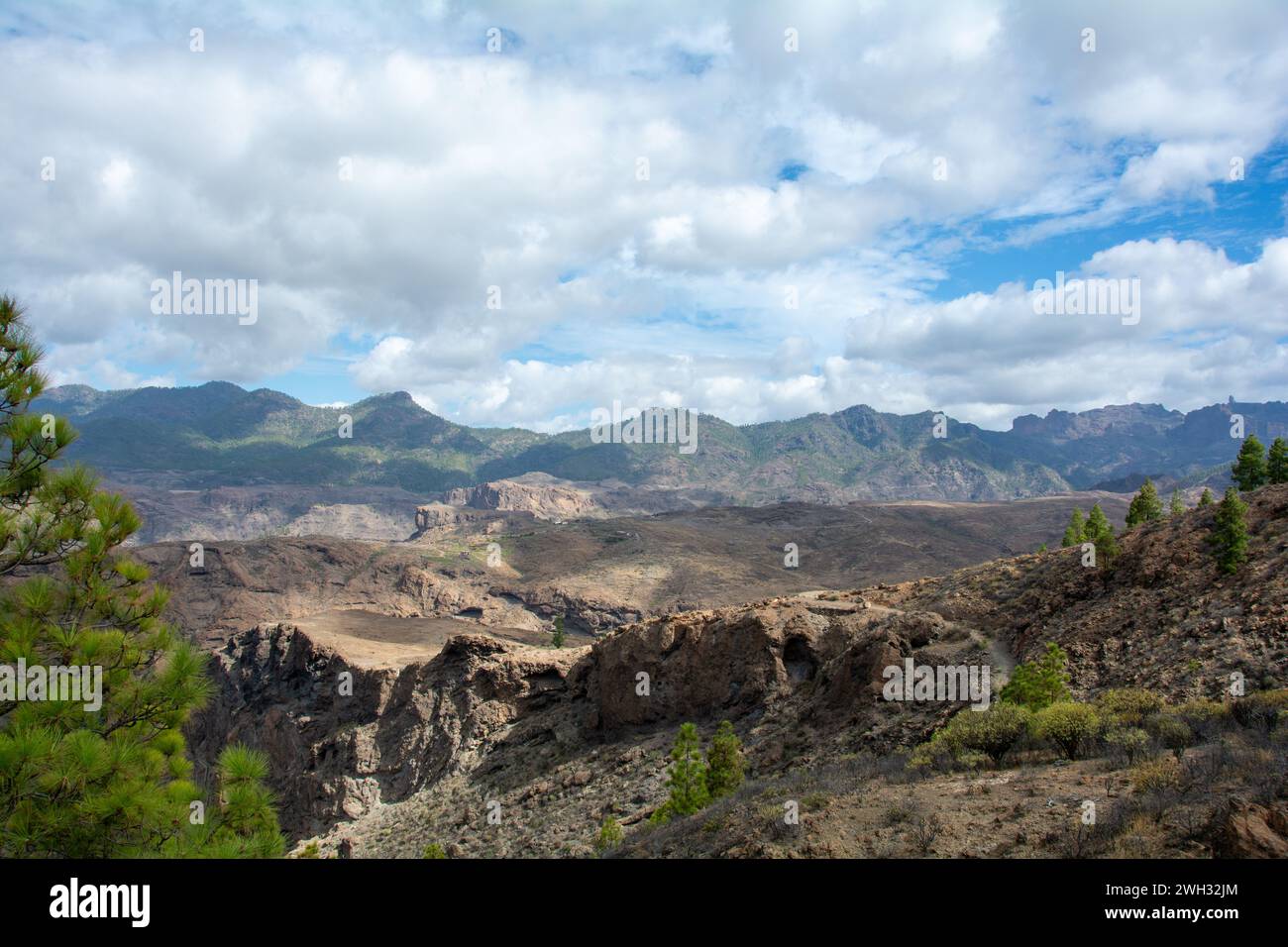 Canarian pine  ( Pinus canariensis ) on a mountain on the island of Gran Canaria in Spain Stock Photo