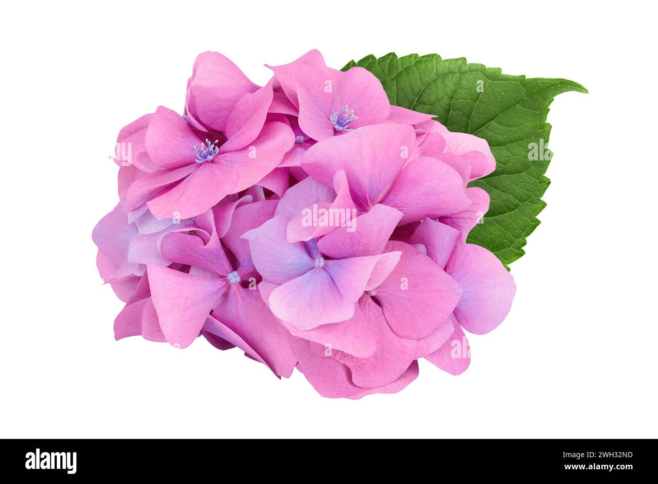 Pink Hydrangea flower isolated on white background Stock Photo - Alamy