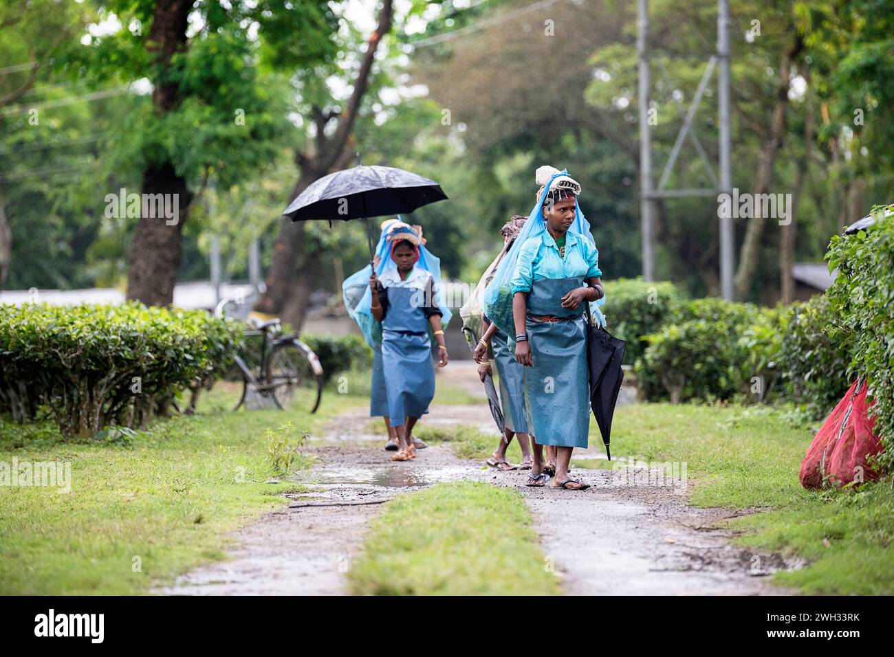 Indian women carrying on their heads bags filled with tea leaves on a tea plantation near Dibrugarh, Assam, In Stock Photo