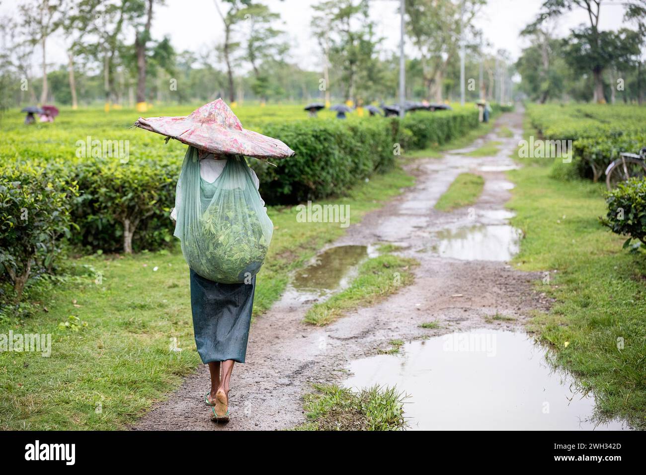 Barefoot indian woman wearing a wide hat carrying on her head a bag filled with tea leaves on a tea plantation near Dibrugarh, Assam, India Stock Photo