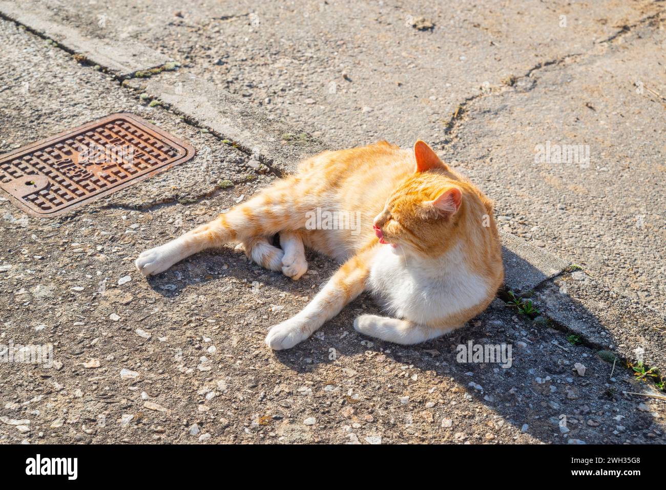 El adulto hi-res stock photography and images - Alamy