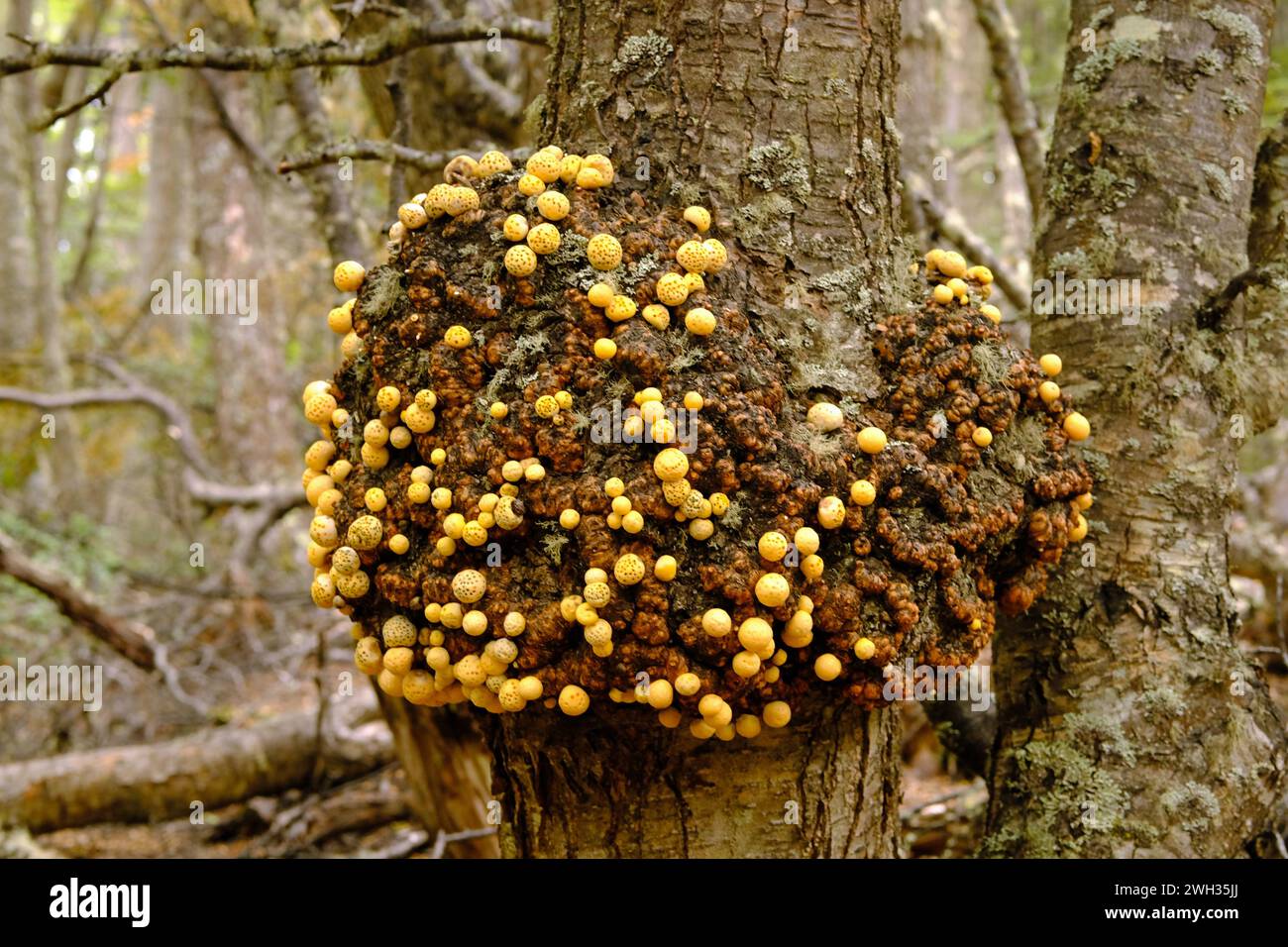 Darwin's fungus Cyttaria darwinii growing on the host Nothofagus tree. The fungus causes galls to grow on the tree, on which the fungal fruits appear. Stock Photo