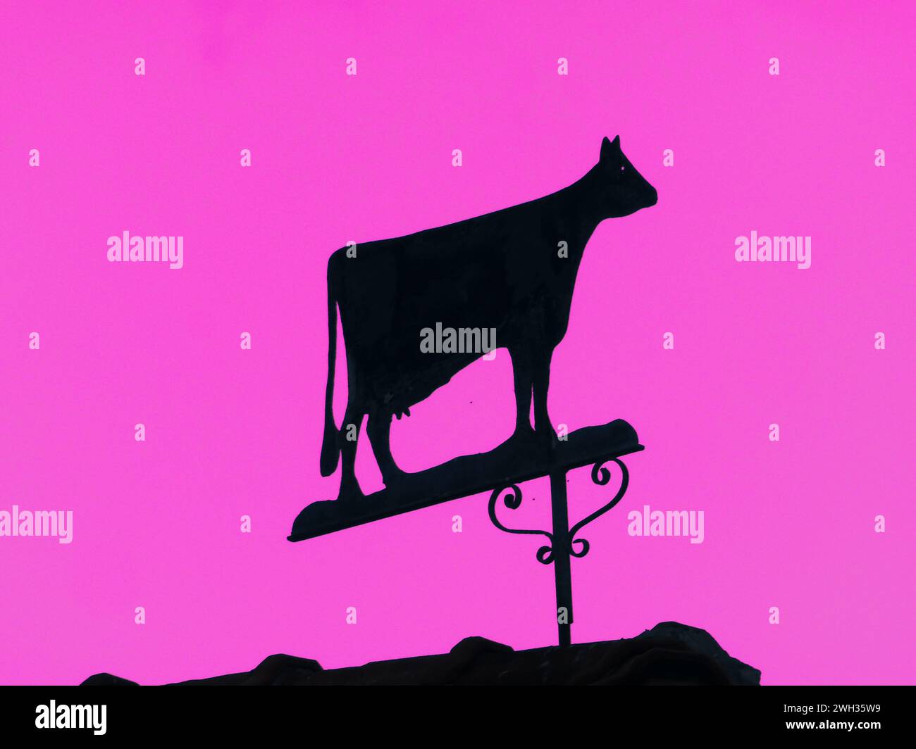 Silhouette of a cow weather vane. Seen on top of an old barn. There are no wind directions. The background is pink Stock Photo