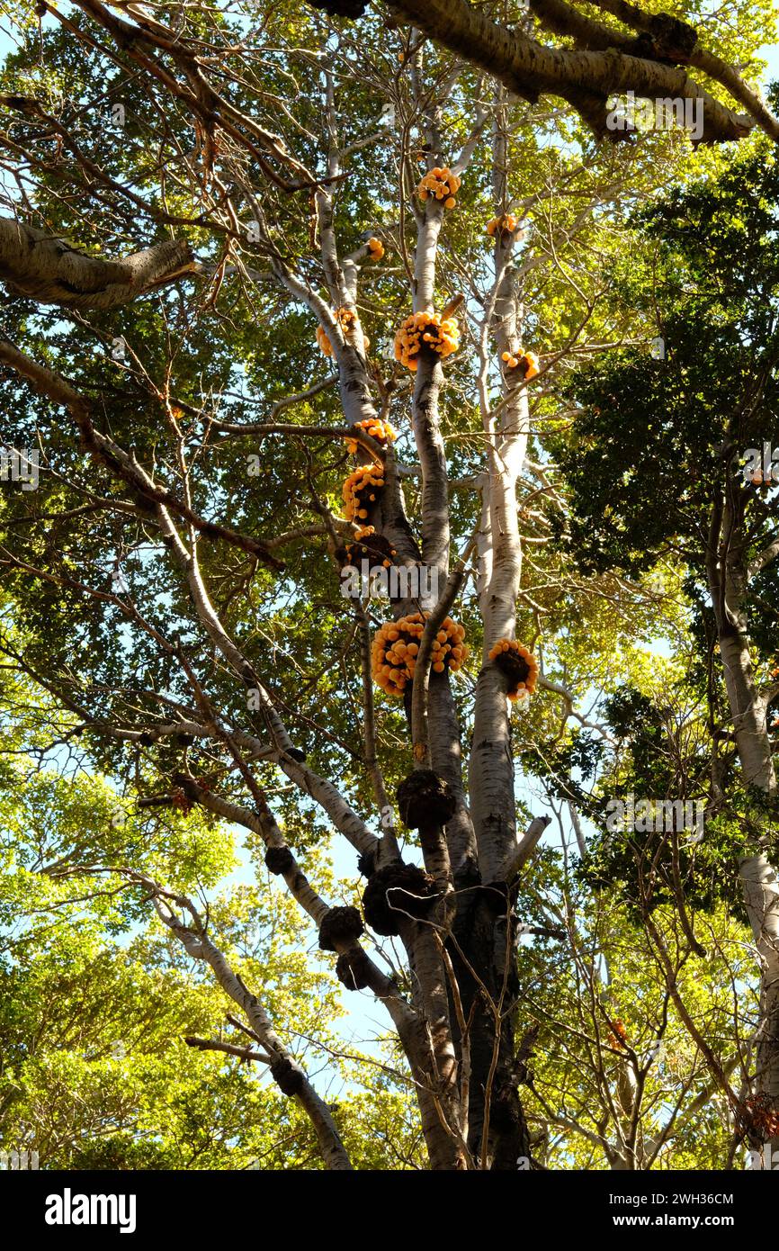 Darwin's fungus Cyttaria darwinii growing on the host Nothofagus tree. The fungus causes galls to grow on the tree, on which the fungal fruits appear. Stock Photo