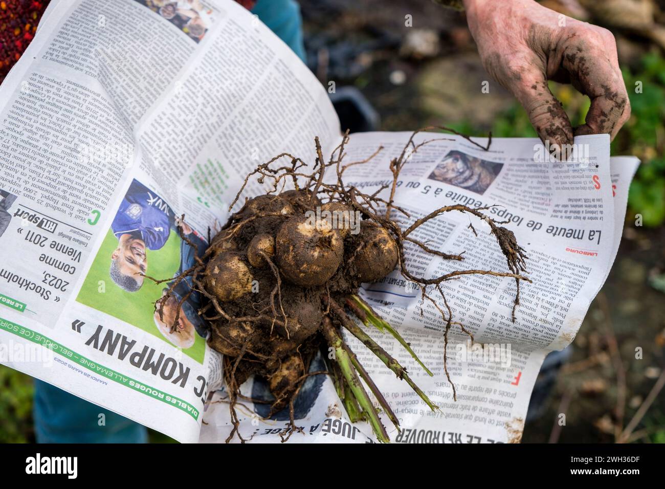 Keeping the flower bulb out of the ground for the winter rolling them in a paper before putting them in a dark basement |  Proteger les bulbes des dah Stock Photo