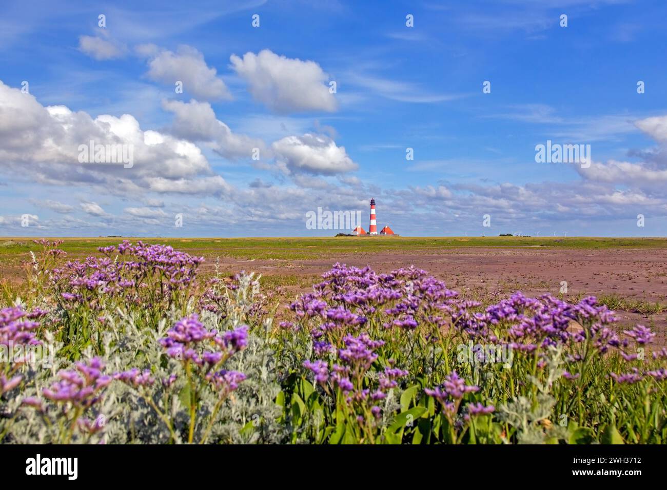 Sea-lavender in flower and lighthouse Westerheversand at Westerhever, Peninsula of Eiderstedt, Wadden Sea National Park, North Frisia, Germany Stock Photo