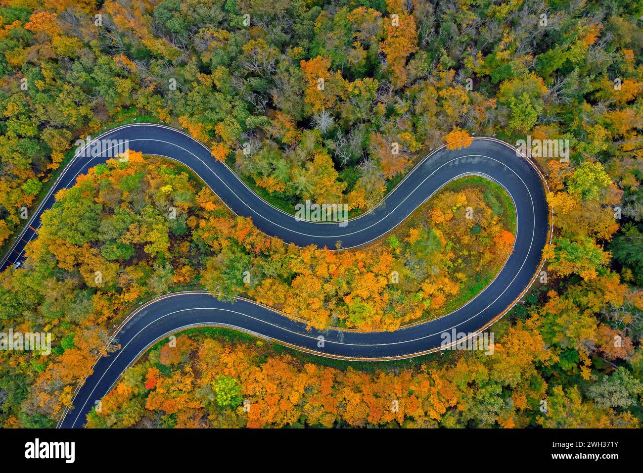 Aerial view over empty winding road / hairpin turn / hair pin bend running through forest showing autumn colours Stock Photo