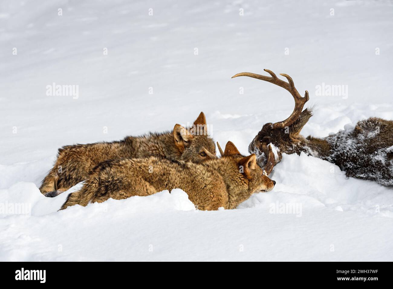 Coyotes (Canis latrans) Walk Up on Body of White-Tail Deer Winter - captive animals Stock Photo