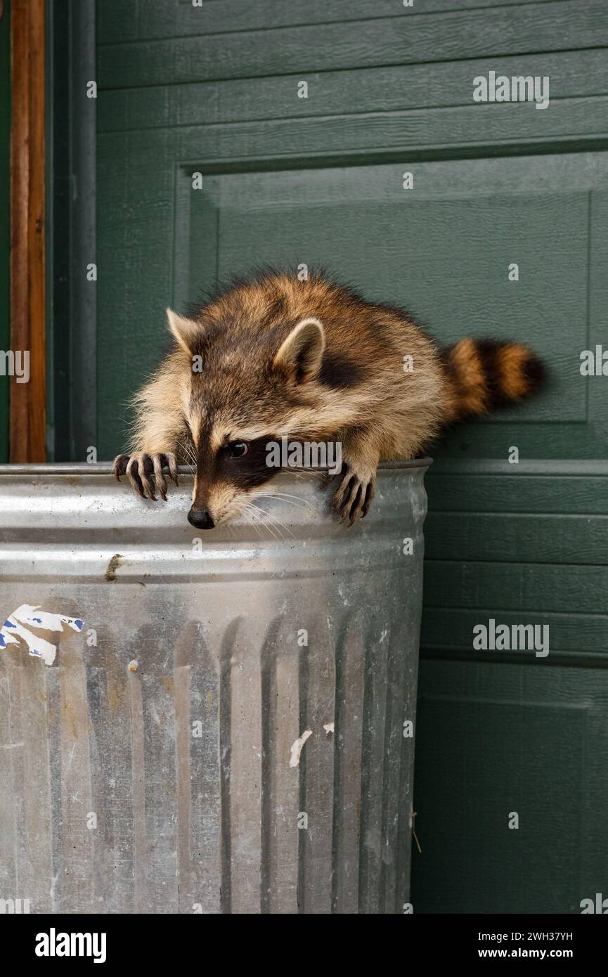 Raccoon (Procyon lotor) Perched on Top of Garbage Can - captive animal Stock Photo