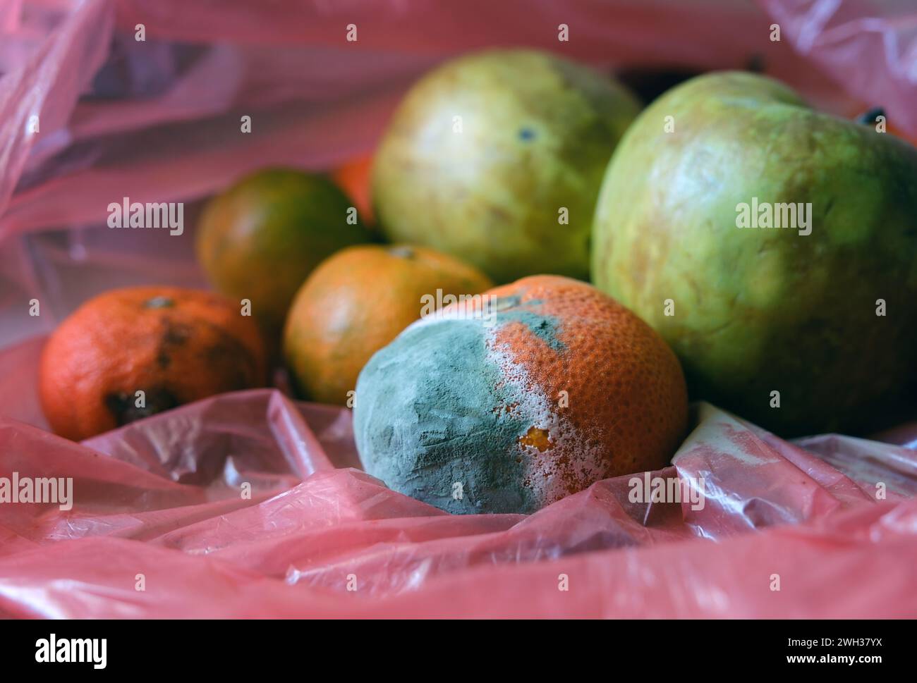 Moldy fruit. Mouldy tangerine. Fruits that are inedible and should be thrown away. Stock Photo