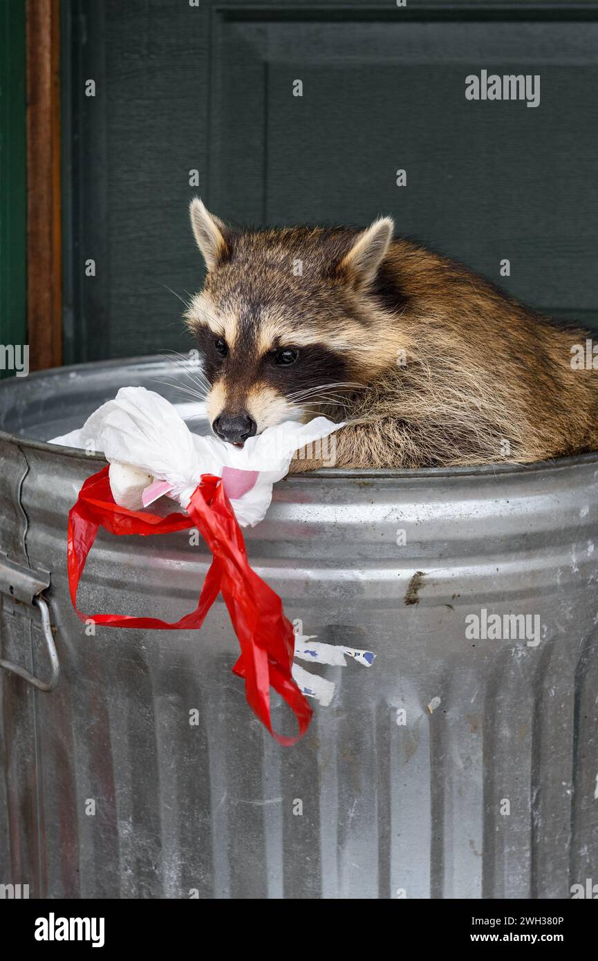 Raccoon (Procyon lotor) Sniffs at Garbage Bag in Can - captive animal Stock Photo