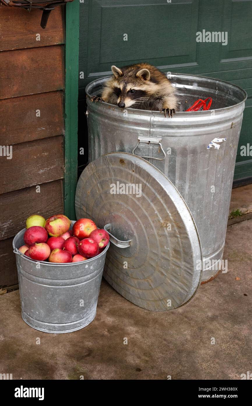 Raccoon (Procyon lotor) Looks Over Edge of Can at Bucket of Apples - captive animal Stock Photo