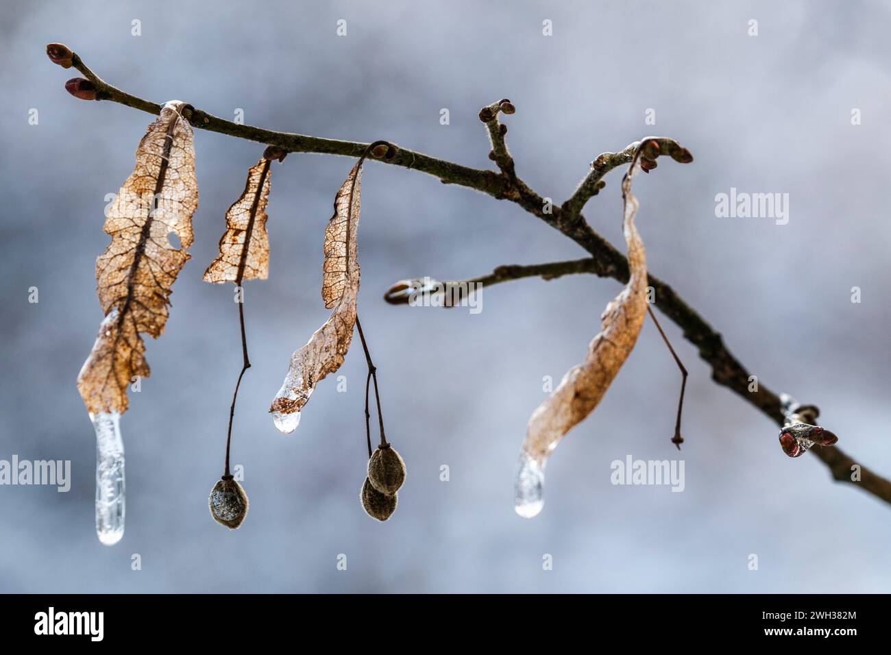 Frozen leaves of linden with a icy drop | Feuille de tilleul gelee avec une goutte d'eau gelee Stock Photo