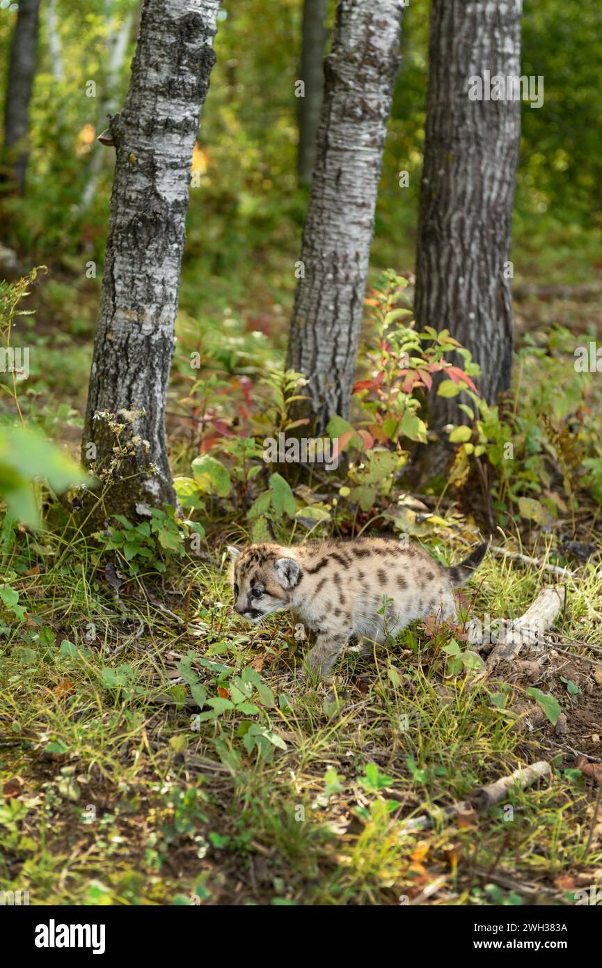 Cougar Kitten (Puma concolor) Walks Past Tree Trunks Autumn - captive animal Stock Photo