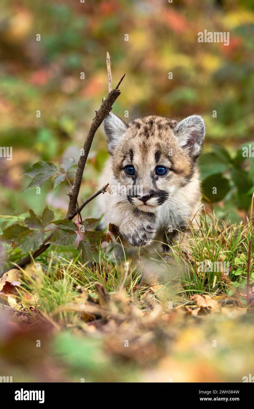 Cougar Kitten (Puma concolor) Creeps Along Ground Paw Up Autumn - captive animal Stock Photo