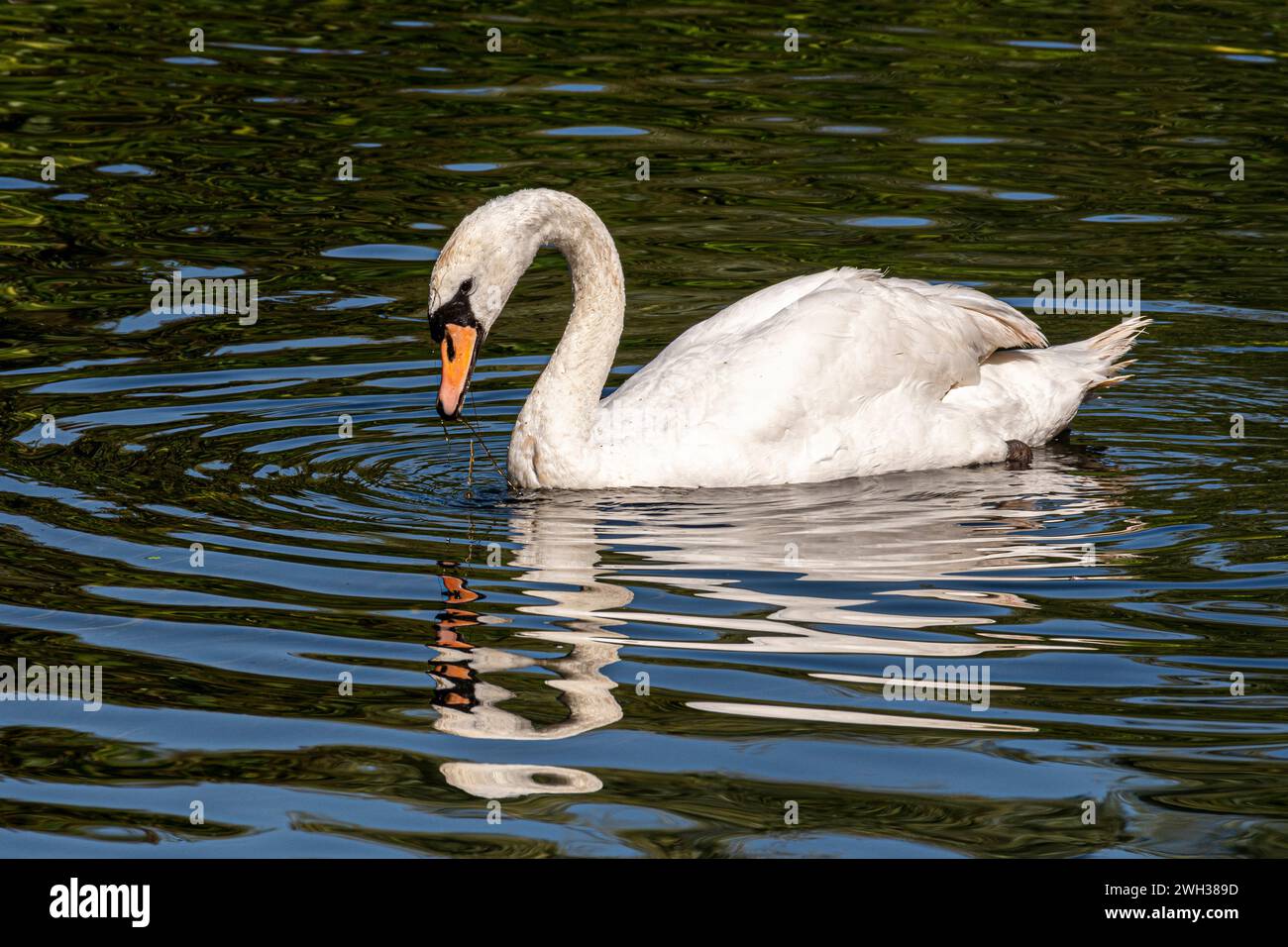 Mute Swan on the River Stour near Wimborne Stock Photo