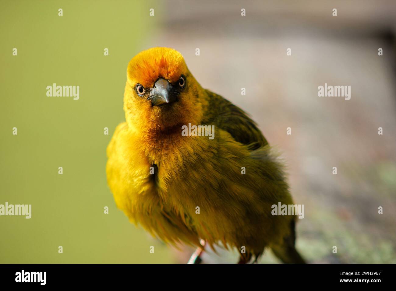 Weaver rail hires stock photography and images Alamy