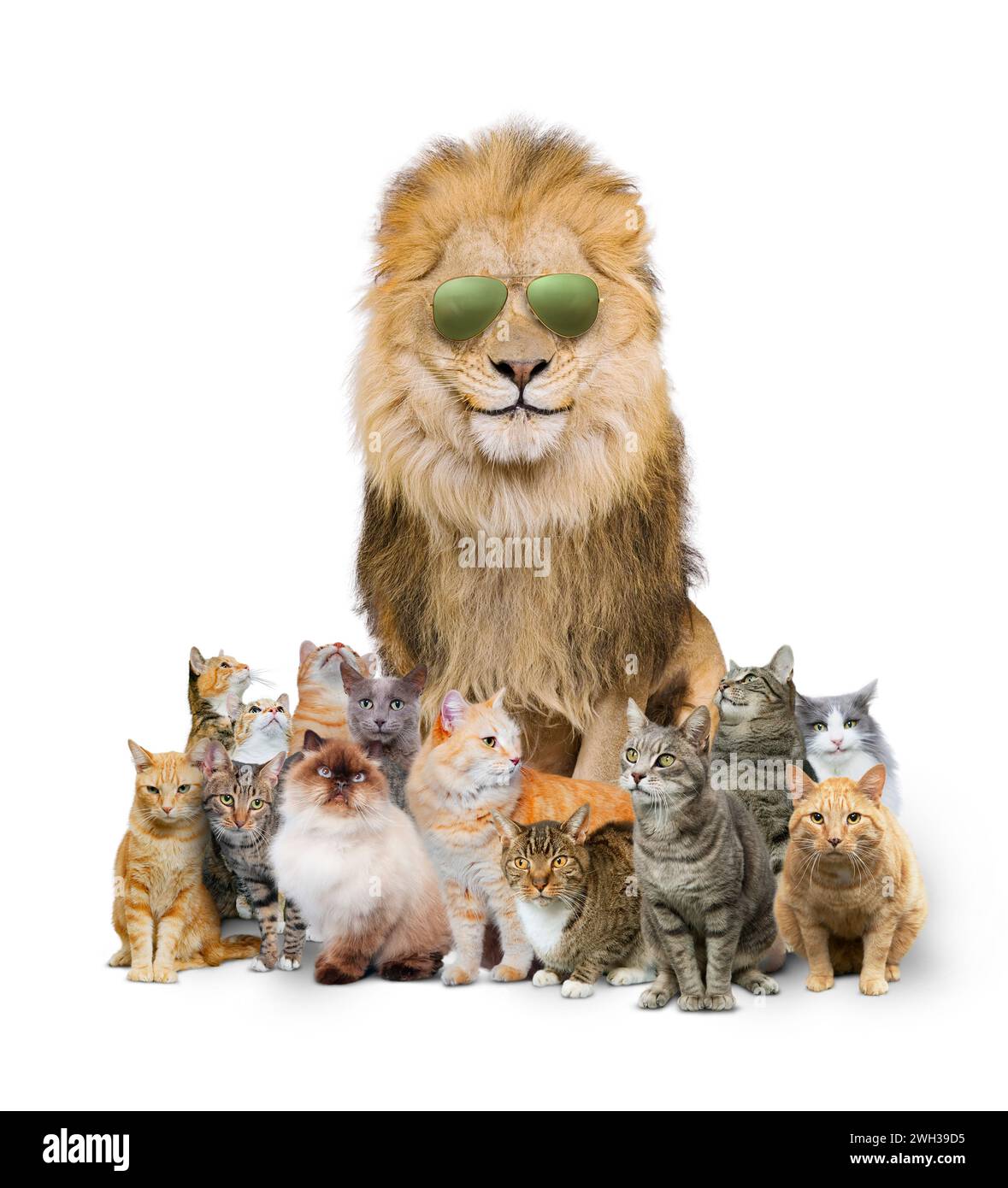 Big cool cat: A lion wears aviator sunglasses and sits among a clowder, or group, of domestic cats in a funny image about standing out from the crowd. Stock Photo