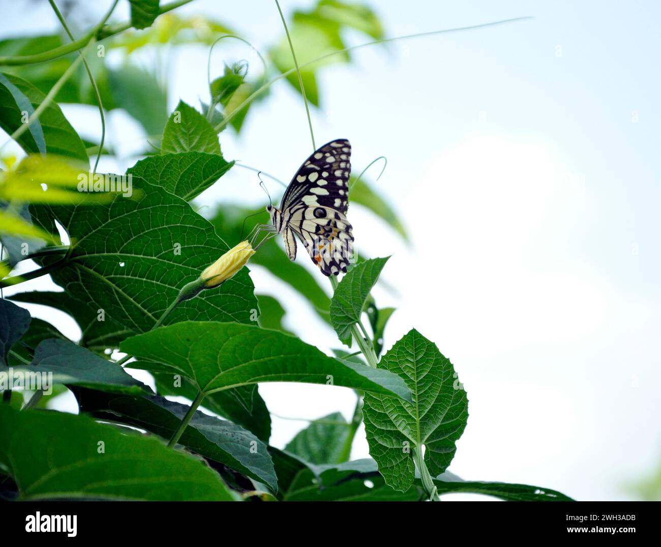 A butterfly feating on beautiful wild flowers growing at a garden in
