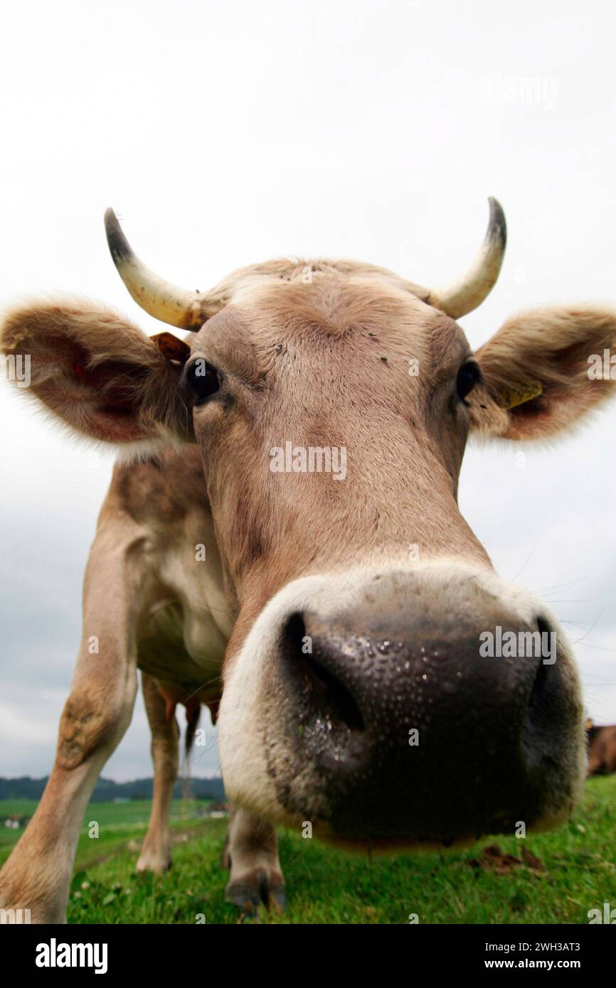 Kuh auf einer Weide bei Trier / Rheinland Pfalz   Foto: Wieck  V e r oe f f e n t l i c h u n g   n u r  m i t  N a m e   u n d   H o n o r a r z a h Stock Photo