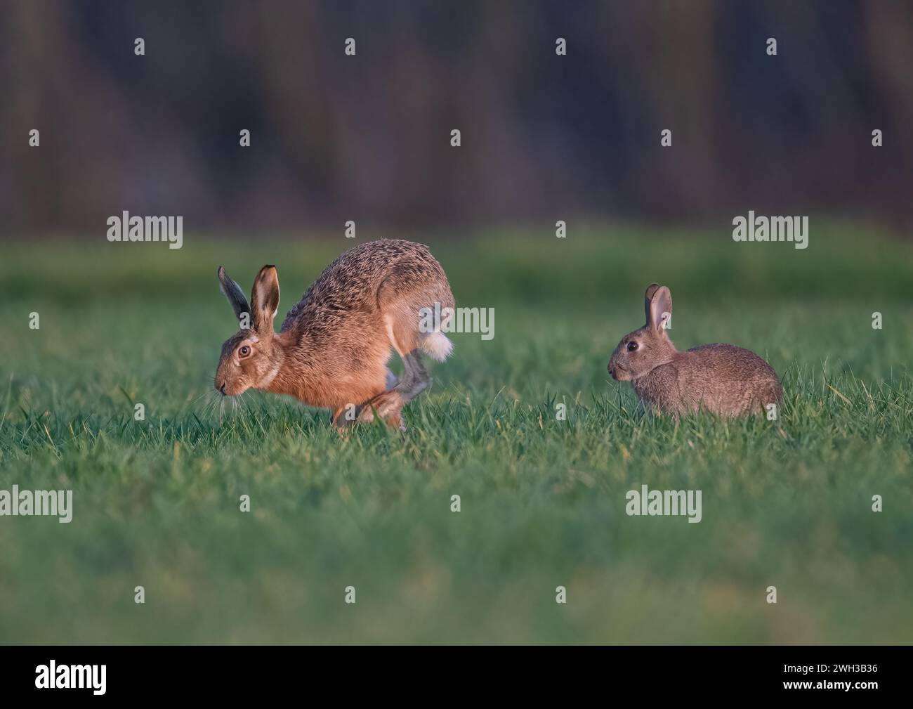 Can you tell the difference between a Brown Hare and a Rabbit ? Here is a picture of both species together for comparison.  Suffolk, UK Stock Photo
