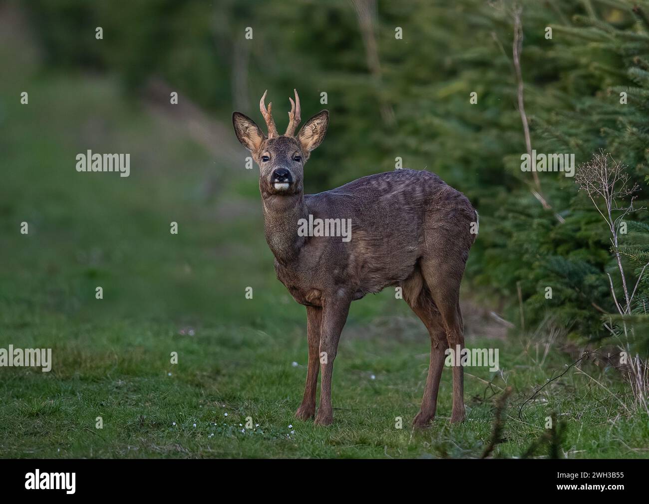 A male Roe Deer (Capreolus capreolus) with his antlers, standing looking curiously at the camera in a crop of Christmas trees on a Suffolk Farm .  UK. Stock Photo