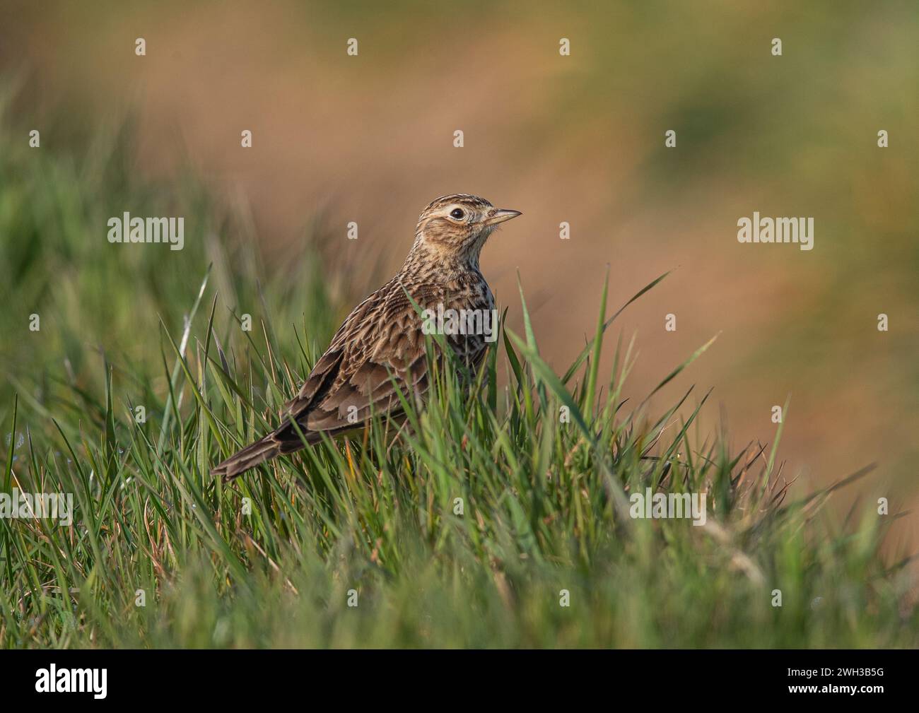 A detailed shot of a Skylark (Alauda arvensis) showing it's streaked plumage. In the grassy bank on the edge of an agricultural field. Suffolk, UK. Stock Photo