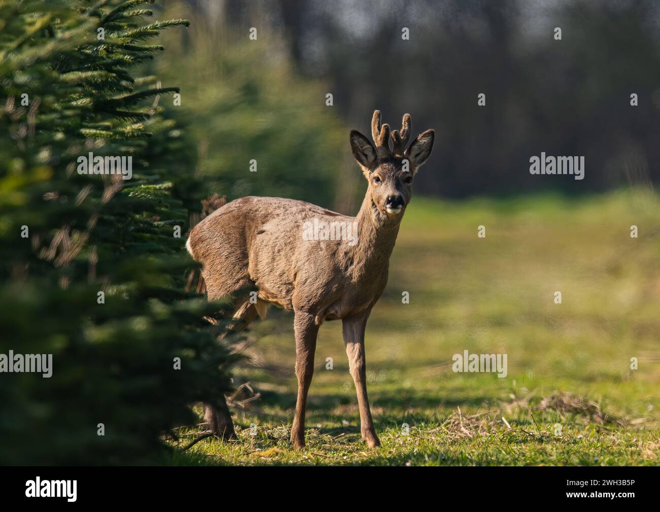 A young Male  Roe Deer (Capreolus capreolus) with antlers in velvet, standing in the sunshine  in a crop of Christmas trees on a Suffolk Farm .  UK. Stock Photo