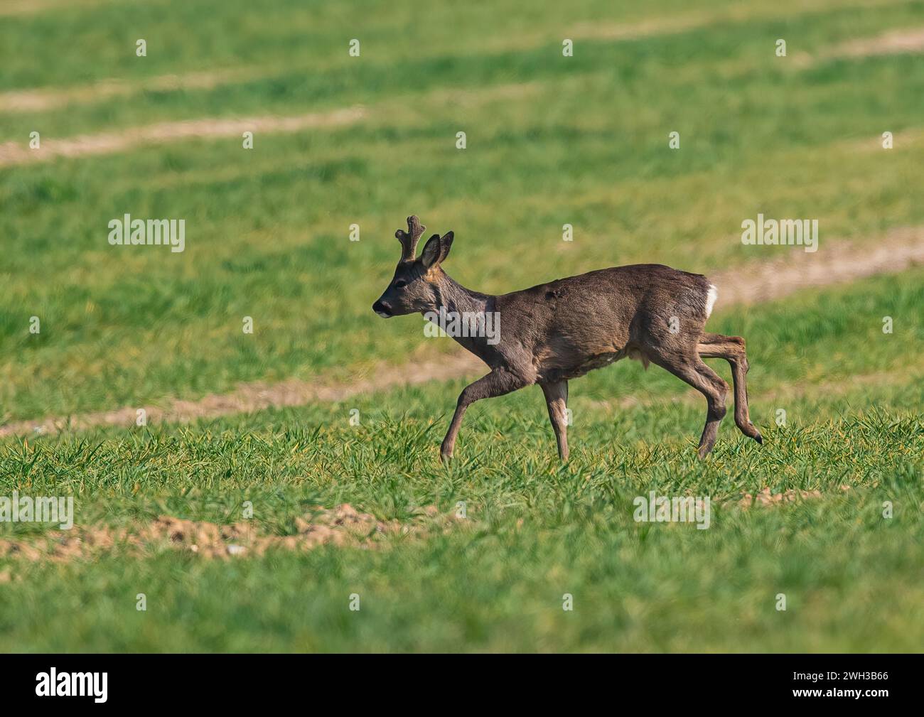 A male Roe Deer (Capreolus capreolus) with velvet covered antlers crossing   the  spring barley in the arable  fields of a Suffolk Farm . UK Stock Photo
