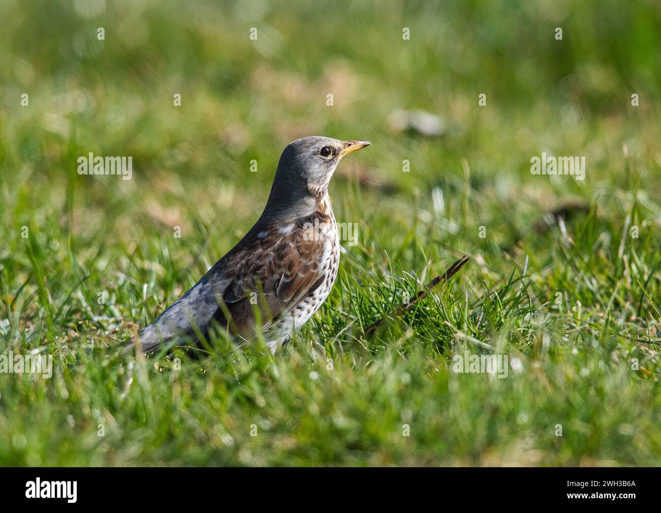 A Fieldfare (Turdus pilaris) of the Thrush family . A red list  UK winter visitor foraging in agricultural grassland. Suffolk, UK Stock Photo