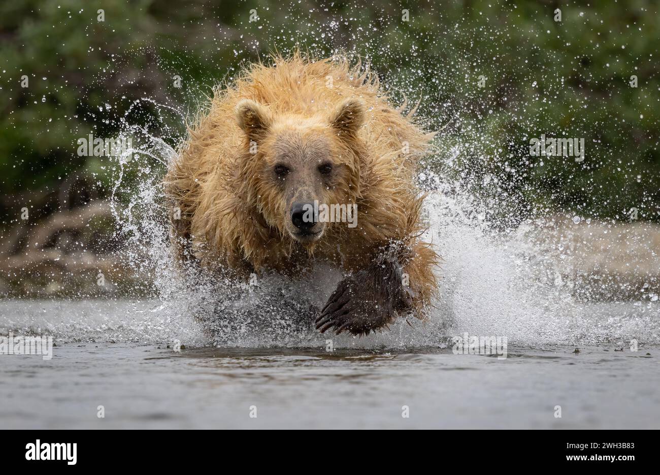 Brown Bear Fishing for Salmon in Alaska Stock Photo