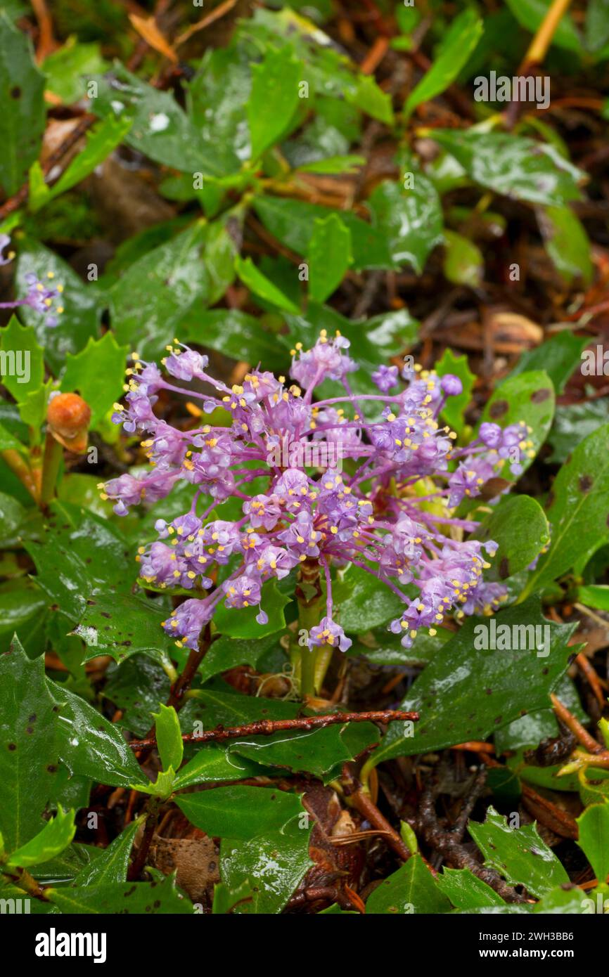 Squaw carpet (Ceanothus prostratus), Rogue Wild and Scenic River, Rogue River National Forest