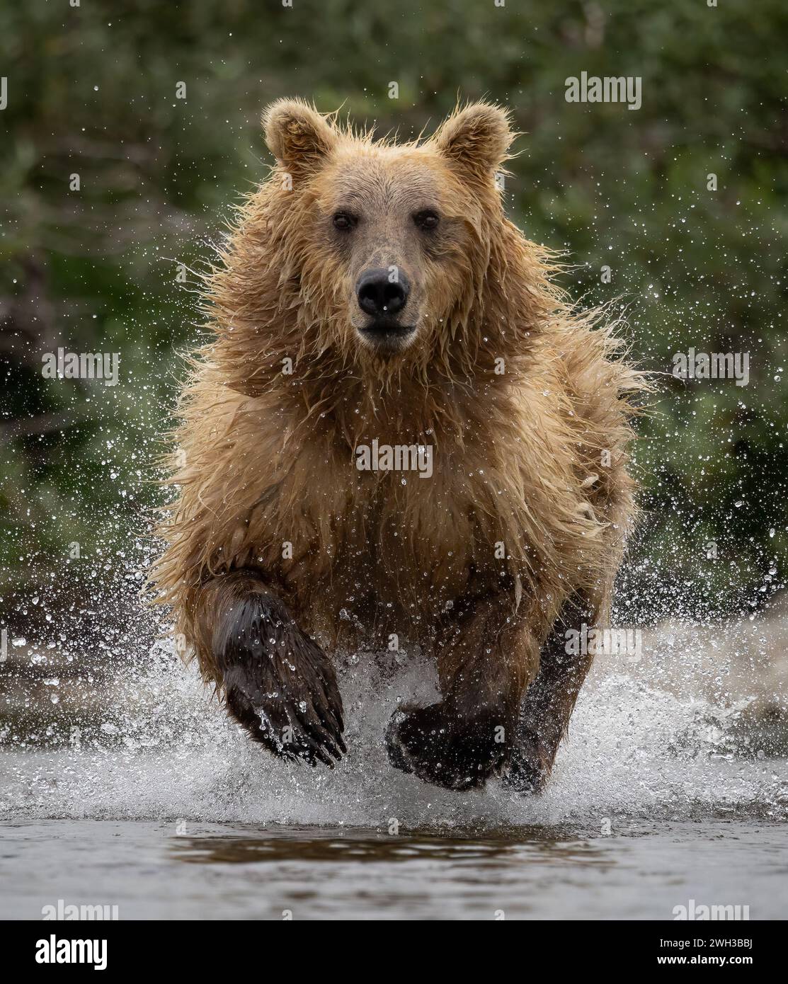 Brown Bear Fishing for Salmon in Alaska Stock Photo - Alamy